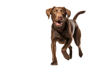 Brown Labrador Retriever dog Carrying a tennis ball .Isolated on transparent background.