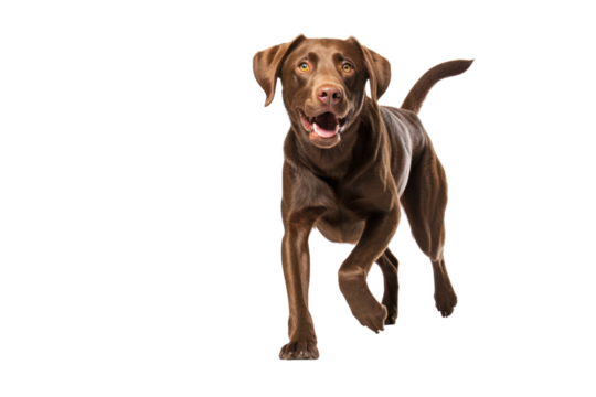 Brown Labrador Retriever dog Carrying a tennis ball .Isolated on transparent background.