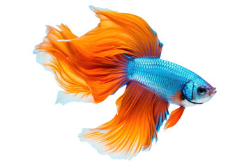 Fototapeta premium photograph of Colorful Siamese Fighting Fish Swimming in Aquarium Water, Isolated on a transparent background.
