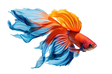 Fototapeta premium photograph of Colorful Siamese Fighting Fish Swimming in Aquarium Water, Isolated on a transparent background.