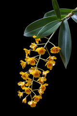 Closeup vertical view of epiphytic orchid species dendrobium chrysotoxum blooming with yellow...
