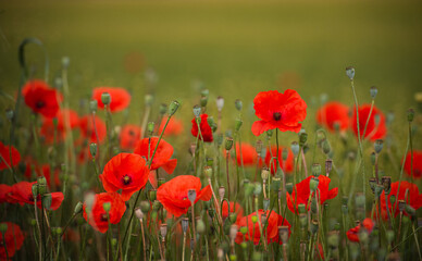 Red poppies in a field