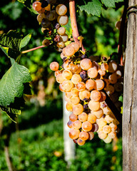 Grappoli d'uva moscato in piena maturazione in vigneti italiani del nord Italia

