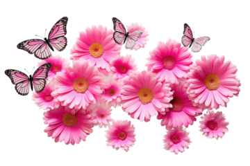 Bright pink Gerbera flowers in full bloom surrounded by colorful butterflies.Isolated on transparent background.