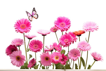 Bright pink Gerbera flowers in full bloom surrounded by colorful butterflies.Isolated on...