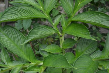 Closeup shot of green leaves of porang plant in a garden