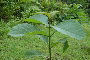 Closeup of green leaves of teak plant in a garden