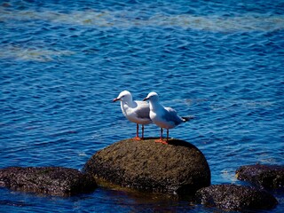 Two seagulls standing on a rock by the beach