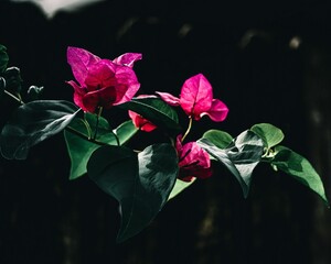 Closeup of beautiful pink bougainvillea flowers against a dark background