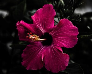 Soft focus of a beautiful, magenta hibiscus flower blooming at a garden © Wirestock