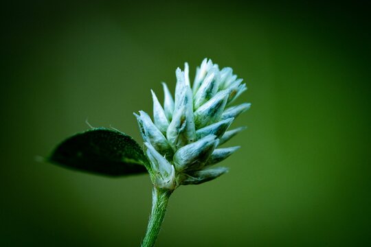 Soft focus of a white joyweed flower against a green background