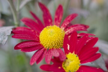 red and yellow flower