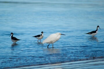 Fototapeta na wymiar Closeup of four white and black egrets in water with blurred background