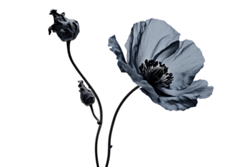 black poppy Blossoming alone on a branch, conveying mystery and worth exploring.Isolated on transparent background.