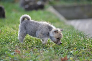 Selective of adorable Japanese Akita puppy on green grass
