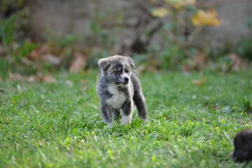 Obraz premium Closeup of a gray Akita puppy in green grass