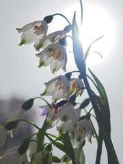 Summer snowflake flowers Leucojum aestivum or vernum with white blossoms