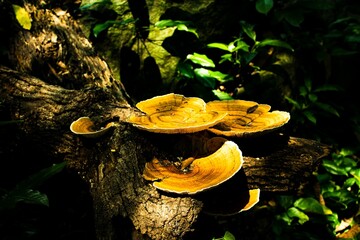 Closeup shot of mushrooms growing on a tree trunk in a forest