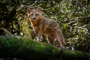 Naklejka na ściany i meble Beautiful shot of cute red fox in rainforest on mossy tree trunk