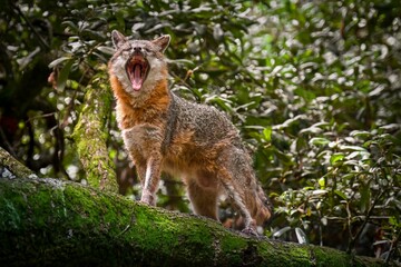 Obraz premium Beautiful shot of cute red fox in rainforest on mossy tree trunk