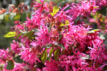 都心散歩　初夏の空気に包まれた浜離宮～汐留