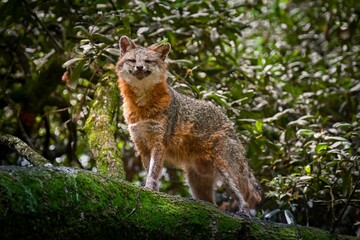 Beautiful shot of cute red fox in rainforest on mossy tree trunk
