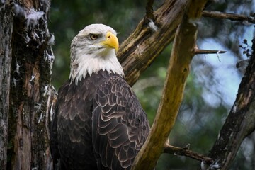 Majestic bald eagle perched on the tree branch in forest