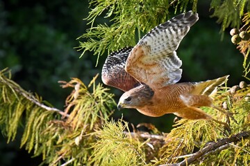 Closeup shot of a red-shouldered hawk ready to fly from a tree branch
