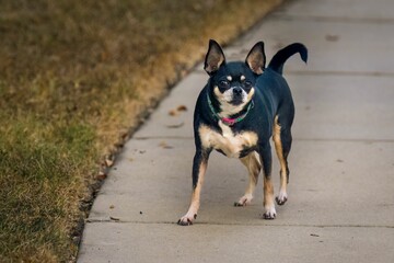 Black angry Chihuahua dog walking in the park