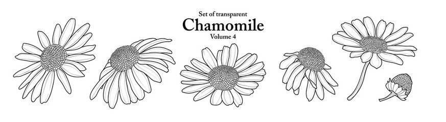 A series of isolated flower in cute hand drawn style. Chamomile in black outline on transparent background. Drawing of floral elements for coloring book or fragrance design. Volume 4.