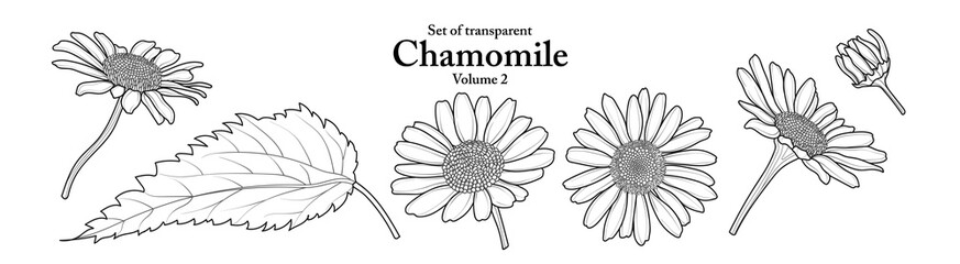 A series of isolated flower in cute hand drawn style. Chamomile in black outline on transparent background. Drawing of floral elements for coloring book or fragrance design. Volume 2.