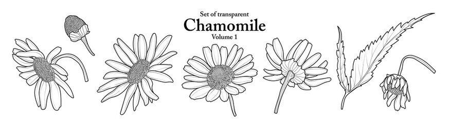 A series of isolated flower in cute hand drawn style. Chamomile in black outline and white plain on transparent background. Drawing of floral elements for coloring book or fragrance design. Volume 1.