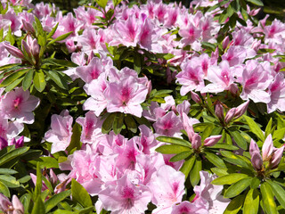 都心散歩　初夏の空気に包まれた浜離宮～汐留