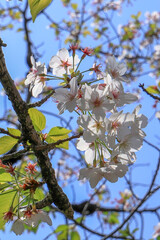 都心散歩　初夏の空気に包まれた浜離宮～汐留
