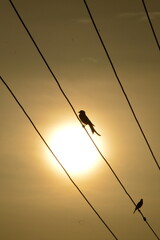 birds on wires