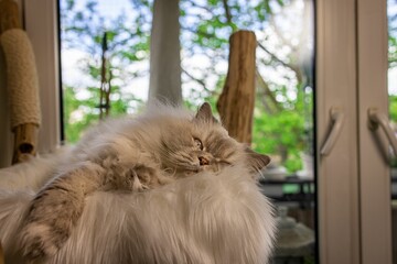 Cute fluffy Persian cat in a house with trees behind the windows in the blurred background