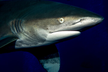 The feline look of the oceanic whitetip shark