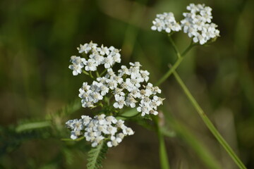 Weiße Doldenblüten im Sommer auf grünem Hintergrund