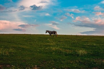 Aerial view of horse standing in greenery field
