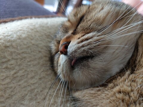 Closeup shot of a cute sleeping British shorthair cat
