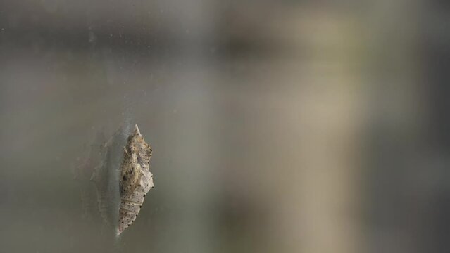 Timelapse shot of a butterfly coming out of a cocoon on a glass surface