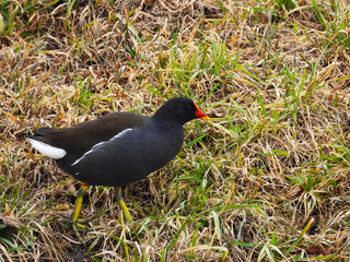 Teichralle, Teichhuhn,  Gallinula chloropus