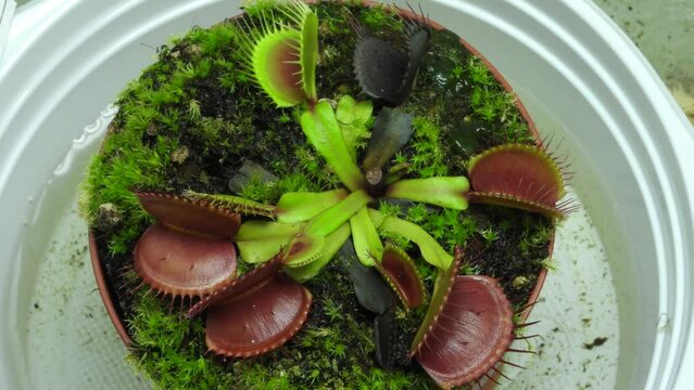 Time-lapse top closeup of venus flytrap in a white teapot