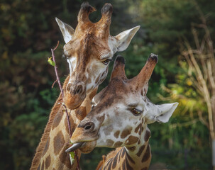 Zwei Giraffen fressen an einem Zweig