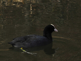 Bläßhuhn, Fulica atra