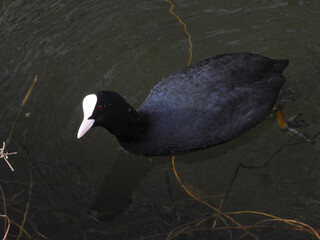 Bläßhuhn, Fulica atra