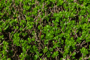 Young green leaves of ligustrum in spring