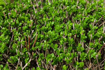 Young green leaves of ligustrum in spring - 784357968