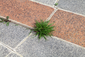 Grass growing through paving slabs - 784358374