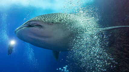 The whale shark bubble bath
